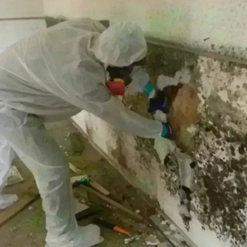 Mold Remediation and Removal in Spokane County, WA